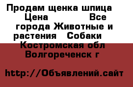 Продам щенка шпица.  › Цена ­ 15 000 - Все города Животные и растения » Собаки   . Костромская обл.,Волгореченск г.